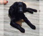 Small #2 Goldendoodle