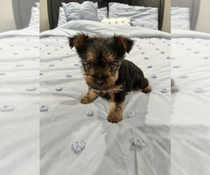 Medium Yorkshire Terrier