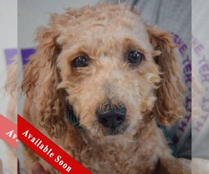 Golden Retriever-Unknown Mix Dogs for adoption in Huntley, IL, USA