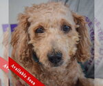 Honey - Female Golden Retriever-Unknown Mix Dog for Adoption - Small photo