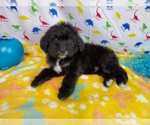 Bernedoodle Puppy for Sale in BLACK FOREST, Colorado USA