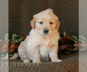 Golden Retriever Puppy for sale in NARVON, PA, USA