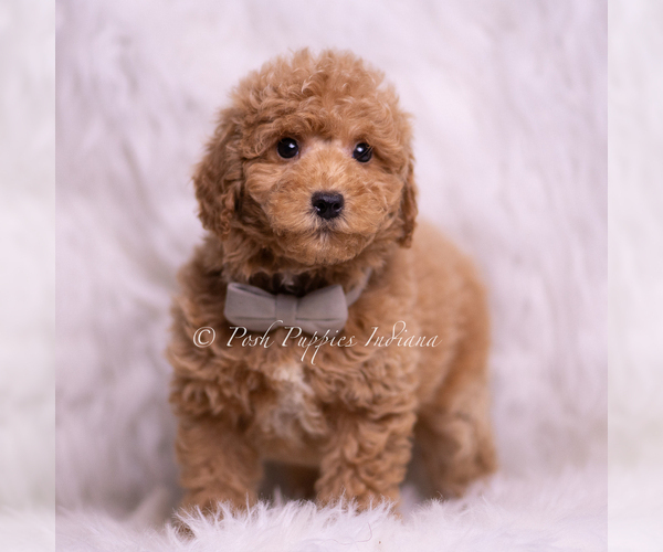 Medium Photo #80 Goldendoodle (Miniature) Puppy For Sale in WARSAW, IN, USA