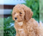 Small #2 Poodle (Miniature)
