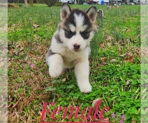 Medium Photo #2 Siberian Husky Puppy For Sale in GODWIN, NC, USA