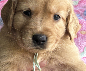 Medium Golden Retriever
