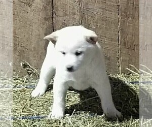 Shiba Inu Puppy for sale in ARTHUR, IL, USA