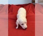 Small #3 Dachshund