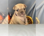 Puppy Lilac Faux Frenchbo Bulldog