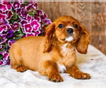 Puppy Oliver Cavalier King Charles Spaniel