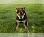 Small #14 Shiba Inu