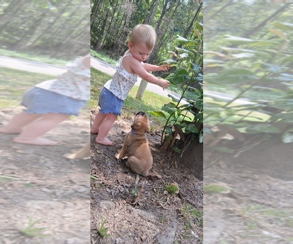 Medium Photo #4 Bullmastiff Puppy For Sale in CAMDEN, TN, USA