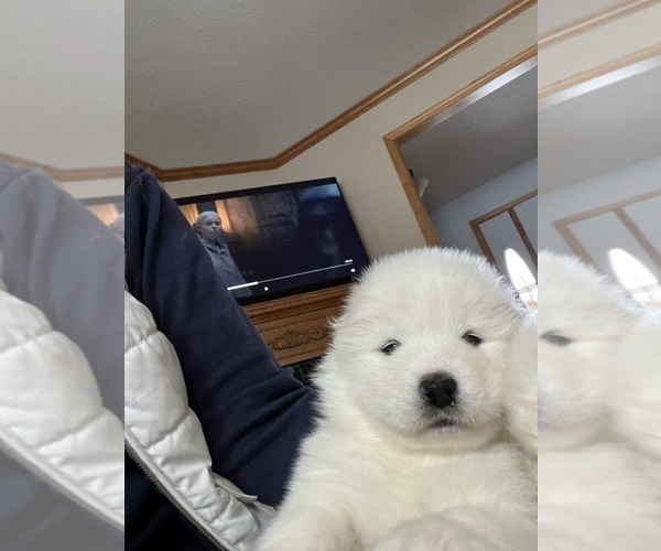 Medium Photo #12 Samoyed Puppy For Sale in LITTLE FALLS, MN, USA