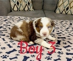 Small Photo #37 Australian Shepherd Puppy For Sale in SALISBURY, NC, USA