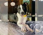 Small #12 Bull Terrier Mix