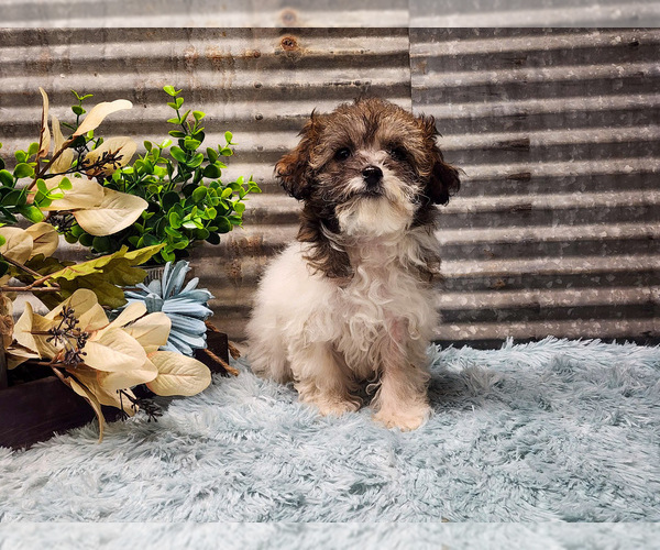 Medium Photo #1 Havapoo Puppy For Sale in CAPAC, MI, USA