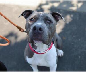 American Pit Bull Terrier Dogs for adoption in Martinez, CA, USA