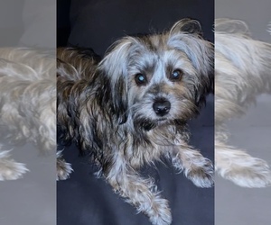 Yorkshire Terrier Puppy for sale in PHILADELPHIA, PA, USA
