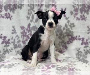 Boston Terrier Puppy for sale in LAKELAND, FL, USA