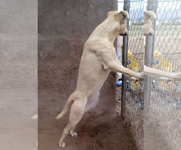 Medium Photo #9 Anatolian Shepherd-Labrador Retriever Mix Puppy For Sale in Apple Valley, CA, USA