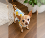 Small #5 Chihuahua