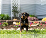Small Photo #2 Rottweiler Puppy For Sale in NAPPANEE, IN, USA