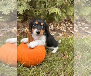 Dachshund Puppy for sale in MIDDLEBURY, IN, USA
