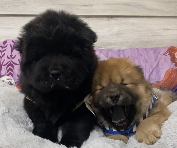 Medium Photo #3 Chow Chow Puppy For Sale in EL PASO, TX, USA