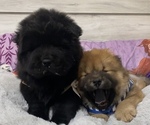 Small Photo #3 Chow Chow Puppy For Sale in EL PASO, TX, USA