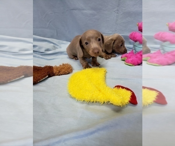 Medium Photo #2 Dachshund Puppy For Sale in RICHMOND, TX, USA