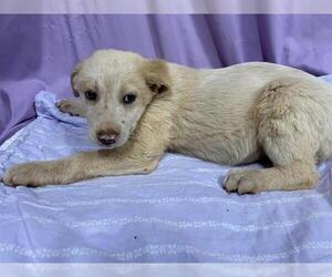 Anatolian Pyrenees Dogs for adoption in Modesto, CA, USA