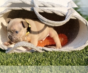 French Bulldog Puppy for sale in CAPE CORAL, FL, USA