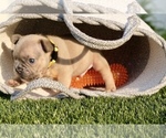 Small Photo #1 French Bulldog Puppy For Sale in CAPE CORAL, FL, USA