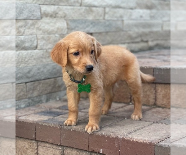 Medium Photo #42 Golden Retriever Puppy For Sale in WOLCOTT, IN, USA