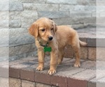 Small Photo #42 Golden Retriever Puppy For Sale in WOLCOTT, IN, USA