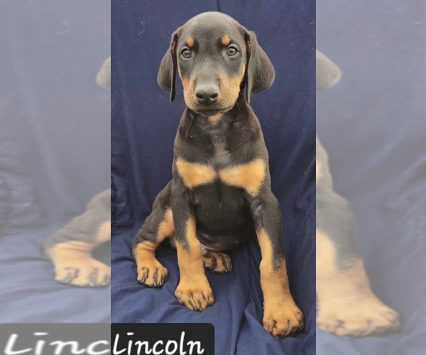 Medium Photo #5 Doberman Pinscher Puppy For Sale in POMEROY, OH, USA