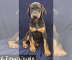 Small Photo #5 Doberman Pinscher Puppy For Sale in POMEROY, OH, USA