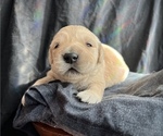 Small #2 Golden Retriever