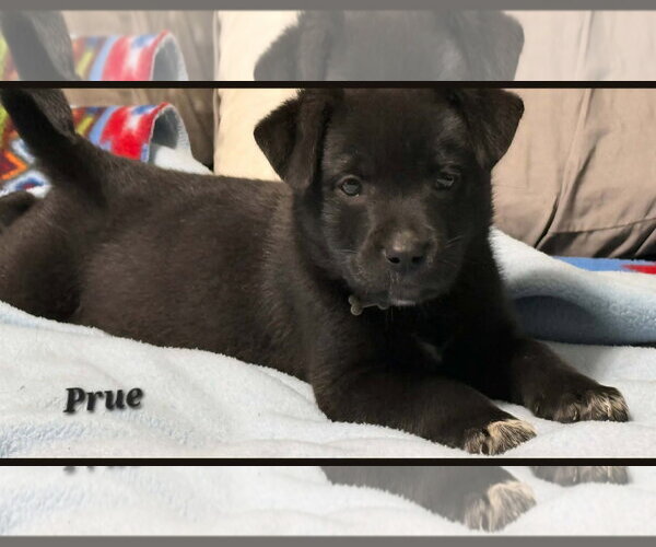 Medium Photo #3 Catahoula Leopard Dog-Labrador Retriever Mix Puppy For Sale in Oakhurst, NJ, USA