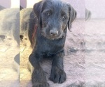 Small #5 Labradoodle-Labrador Retriever Mix