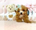 Small #19 Poodle (Toy)