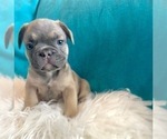 Small #2 French Bulldog