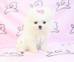 Small Photo #10 Pomeranian Puppy For Sale in LAS VEGAS, NV, USA