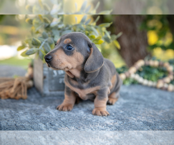 Medium Photo #9 Dachshund Puppy For Sale in ROME CITY, IN, USA