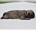 Small #1 Pug