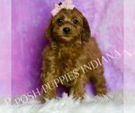 Puppy Jasmine F1B Cavapoo (Miniature)