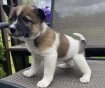 Puppy Oakley Alaskan Husky-Border Collie Mix