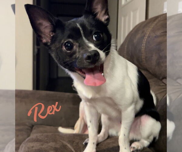 Medium Photo #1 Chihuahua-Unknown Mix Puppy For Sale in HOUSTON, TX, USA