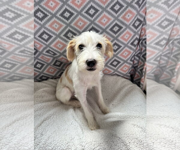 Medium Photo #4 Mutt Puppy For Sale in Pacolet, SC, USA
