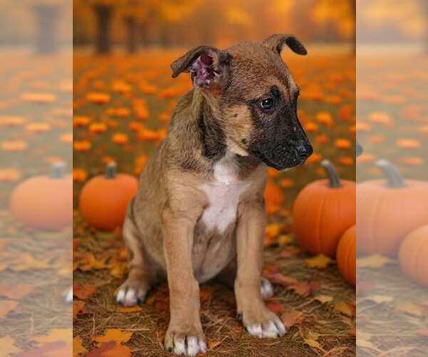Medium Photo #5 American Pit Bull Terrier-Unknown Mix Puppy For Sale in Talladega, AL, USA